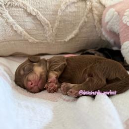 Dream - Chocolate and cream female Dachshund puppy in Summerfield, Florida from Dachshundly Perfect