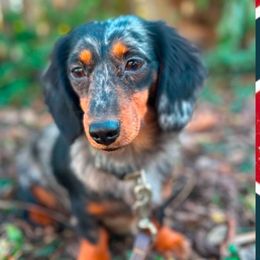 Dixie Lee - Dachshund