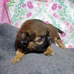 Moka - Chocolate and tan female Shih Tzu puppy in Cartersville, Georgia from 100 Acre Woods Shih Tzu Plantation