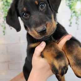 Beauceron Puppies from SilverStruck Kennels