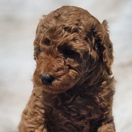 Bernedoodle, Bernese Mountain Dog, Cavapoo, Goldendoodle, and Poodle Puppies from Happy Valley Puppies