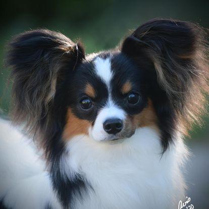 Insignia Papillons in Kentucky | Papillon puppies | Good Dog