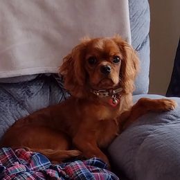 Cavalier King Charles Spaniel Puppies from StoryBook Cavaliers