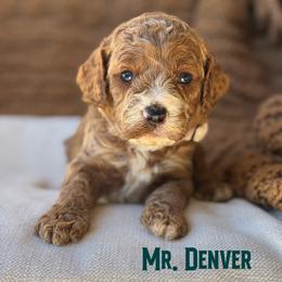 Mr. Denver - Red male Cavapoo puppy in Sacramento, California from Dandy Doodles Goldendoodles