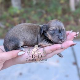 Ramen - Sable male Dachshund puppy in Bremen, Georgia from Doodles & Doxies