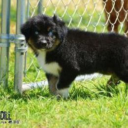 Australian Shepherd Puppies from Mott Ranch - Blazin' Sun Aussies