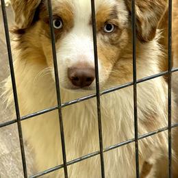 Australian Shepherd Puppies from Outback Mini Aussies