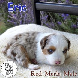 Eric - Red merle male Miniature Australian Shepherd puppy in Jaroso, Colorado from Heaven Sent Aussies