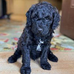 Loch - Sable male Goldendoodle puppy in Pollock Pines, California from Penny Lane’s Doodles