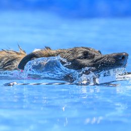 German Shepherd All Grown Up from Iron Legacy Working Dogs