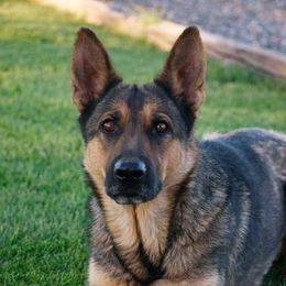 Vienna - German Shepherd