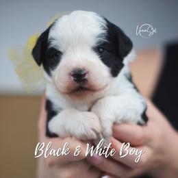 Yellow - Black and white male Aussiedoodle puppy in Plain City, Utah from Myers Desert Doodles