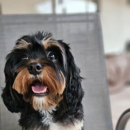 Harley - Cavapoo