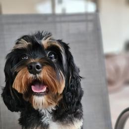 Harley - Cavapoo