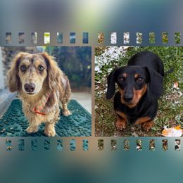 Dachshund puppies from Steele Half Acre Homestead