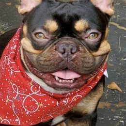 French Bulldogs from My Bougie Bullies