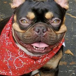 French Bulldogs from My Bougie Bullies