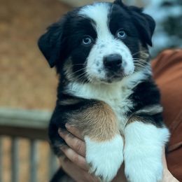 Flora - Black tri-color Australian Shepherd puppy in Indianapolis, Indiana from Sunburst Australian Shepherds