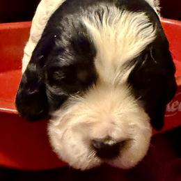 Poncho - Black white and tan male English Springer Spaniel puppy in Madison, Indiana from McCollough's Pawsome Spaniels and Danny's Delightful Dachshunds