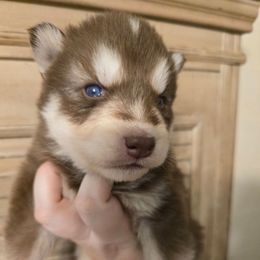 Red boy - Red and white male Siberian Husky puppy in East Otto, New York from Howling Huskies