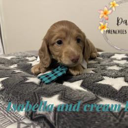 Ace - Fawn (isabella) and cream male Dachshund puppy in Kissimmee, Florida from Dazzling Frenchies and Doxies