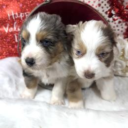 Tara - Red merle female Australian Shepherd puppy in Vail, Iowa from Homegrown Huskies