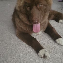 Siberian Husky All Grown Up from Velaris Huskies