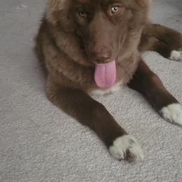 Siberian Husky All Grown Up from Velaris Huskies