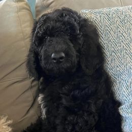 Poodles from Schrecengost Hobby Farm