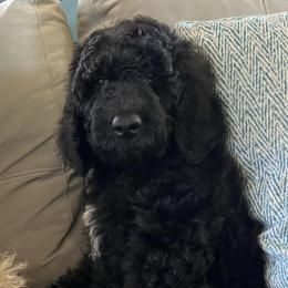 Poodles from Schrecengost Hobby Farm