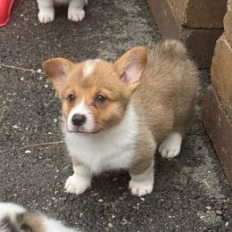 Zinnia - Red and white female American Corgi puppy in Scottown, Ohio from Wyndy Ridge Corgis
