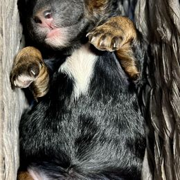 Goldendoodle and Poodle Puppies from SnickerDoodlePups