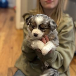 Peaches - Blue merle Miniature Australian Shepherd puppy in Harpers Ferry, West Virginia from Carter's Cuties