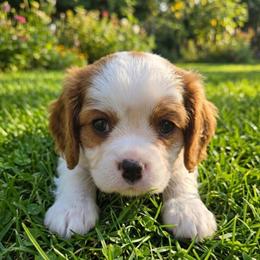 Hailey - Blenheim female Cavalier King Charles Spaniel puppy in Pennsylvania from Julie's Cavalier King Charles Spaniels