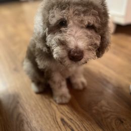 Goldendoodle and Poodle Puppies from Victoria’s Designer Doodles