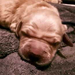 Sweet pea Serenade - Dark golden female Golden Retriever puppy in Gainesville, Florida from Heart and Soul Dog Breeding, Inc.