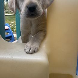 Pink - Yellow female Labrador Retriever puppy in Menomonee Falls, Wisconsin from Steppinstone Dog Training and Labradors/BC’s