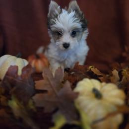 Boy 2 - Parti male Yorkshire Terrier puppy in Marble Hill, Missouri from LeGrands Parti Pups