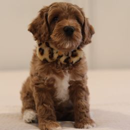 Australian Labradoodle Puppies from Majestic Labradoodles