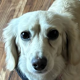 Darla - Dachshund