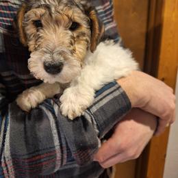Peppermint Bark - White black and tan male Wire Fox Terrier puppy in Lancaster, Missouri from Missouri Meadows Farm