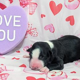 Arrow - Black and white male Border Collie puppy in Raccoon, Kentucky from Skyline Border Collies