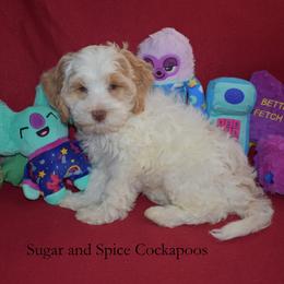 King Stefan - Buff and white male Cockapoo puppy in Hopkins, South Carolina from Sugar and Spice Cockapoos