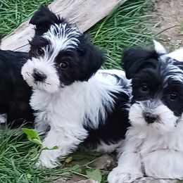 Morkies from Marie's Morkies