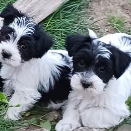 Morkies from Marie's Morkies