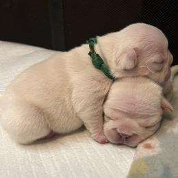 Townes - Cream male French Bulldog puppy in Dubois, Idaho from White Hippo Frenchies