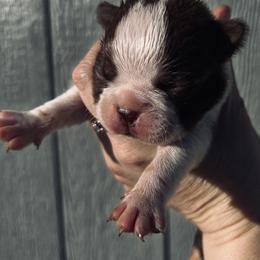 Bootsie dot boy - Red male Boston Terrier puppy in Yakima, Washington from Barnett’s AKC Boston Terriers