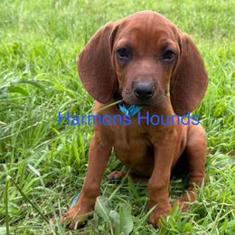 Hank - Red male Redbone Coonhound puppy in Mount Pleasant, Texas from Harmons Hounds
