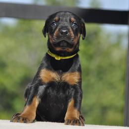 Doberman Pinscher Puppies from Key To My Heart Dobermans