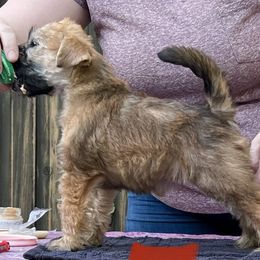 Soft Coated Wheaten Terrier Puppies from Karli Mueller